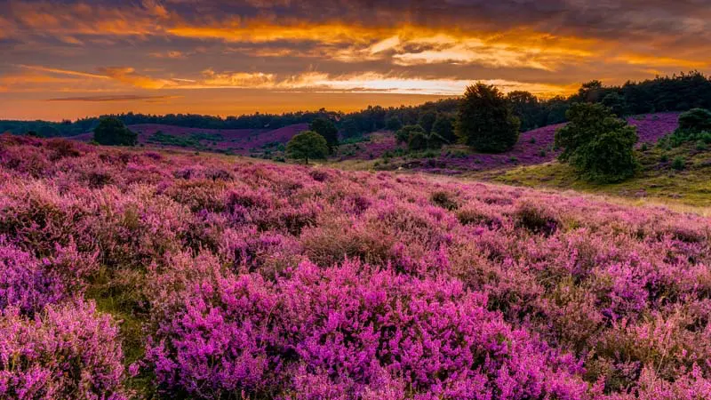 Landschaft Veluwe