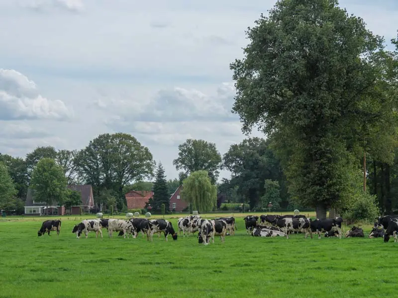 Landschaft Winterwijk