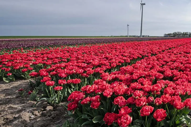 Tulpenfeld bei Zeewolde